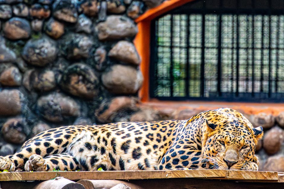 深入了解 Sylfirm X：科技革新帶來的肌膚新希望